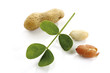 Peanuts and leaves, elevated view, close-up