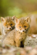Red fox whelps in forest