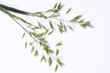 Oats, elevated view