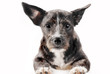 Portrait of sitting mixed breed dog, close-up