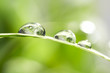 drops with green grass drops with green grass