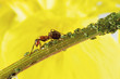 Ant on stem with aphids, close-up