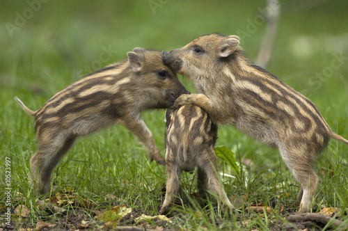 Foto: Young Wild boars (Sus scorfa) Young Wild boars (Sus scorfa)