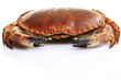 Sea crab