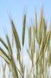 Photo: Rye field, close-up Rye field, close-up
