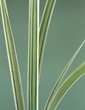 Sedge grass leaves, close-up