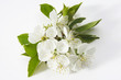 Cherry blossom, elevated view