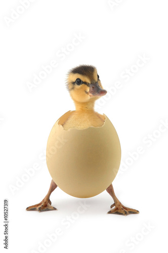 duck