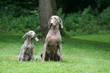 le moment detente pour la famille braque le moment detente pour la famille braque