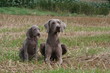 chiot et maman braque de weimar en campagne chiot et maman braque de weimar en campagne