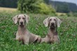 moment de detente pour un couple braque de weimar
