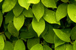 Tea leaves in the Rain