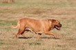 Dogue de Bordeaux un peu pressée