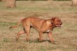 Dogue de Bordeaux qui ourt à la campagne