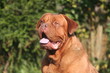 Dogue de Bordeaux à l'air rigolo