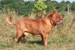 Dogue de Bordeaux de profil à la campagne