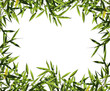 fine image of bamboo leaf background with space for text