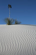 White sand desert