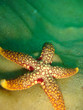 A beautiful yellow and red starfish