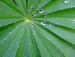 feuille2