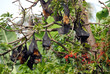 bats