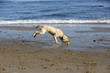 A yellow lab getting a tennis ball at the beach A yellow lab getting a tennis ball at the beach