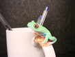 grenouille