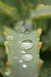Gouttes d'eau