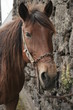 Cheval domestique