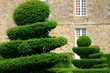 sculpture sur buis