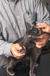 Auscultation de la patte avant d'un chat