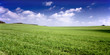 Russia summer landscape - green fileds, the blue sky . Russia summer landscape - green fileds, the blue sky .