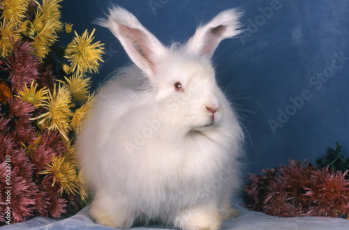 Photo : Beau lapin Angora français blanc Beau lapin Angora français blanc