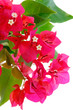 Branche de bougainvilliers en fleurs