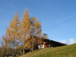 Chalet et mélèzes en automne
