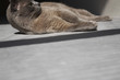 Cat Laying on Floor in Sunshine