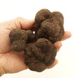 Truffes dans la main