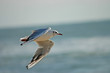 Mouette - Océan atlantique