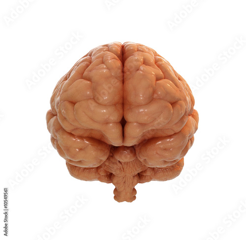 Photo: Human brain front view Human brain front view