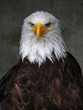 Weißkopfseeadler (Haliaeetus leucocephalus)