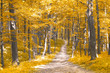 nature. forest with yellow leaves in autumn