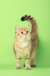 Cute cat with green eyes