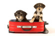 Two cute puppies brothers in the suitcase Two cute puppies brothers in the suitcase