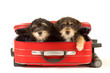 Two cute puppies brothers in the suitcase Two cute puppies brothers in the suitcase