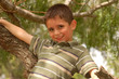 Young boy plays in a tree Young boy plays in a tree