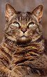 Alert cat with green eyes Alert cat with green eyes