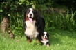 la posede la famille bouvier toute joyeuse la posede la famille bouvier toute joyeuse