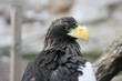 Beautiful portrait of a eagle looking left