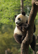 Panda cub