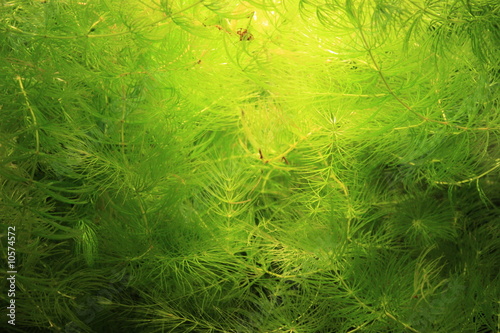 Seaweed Background